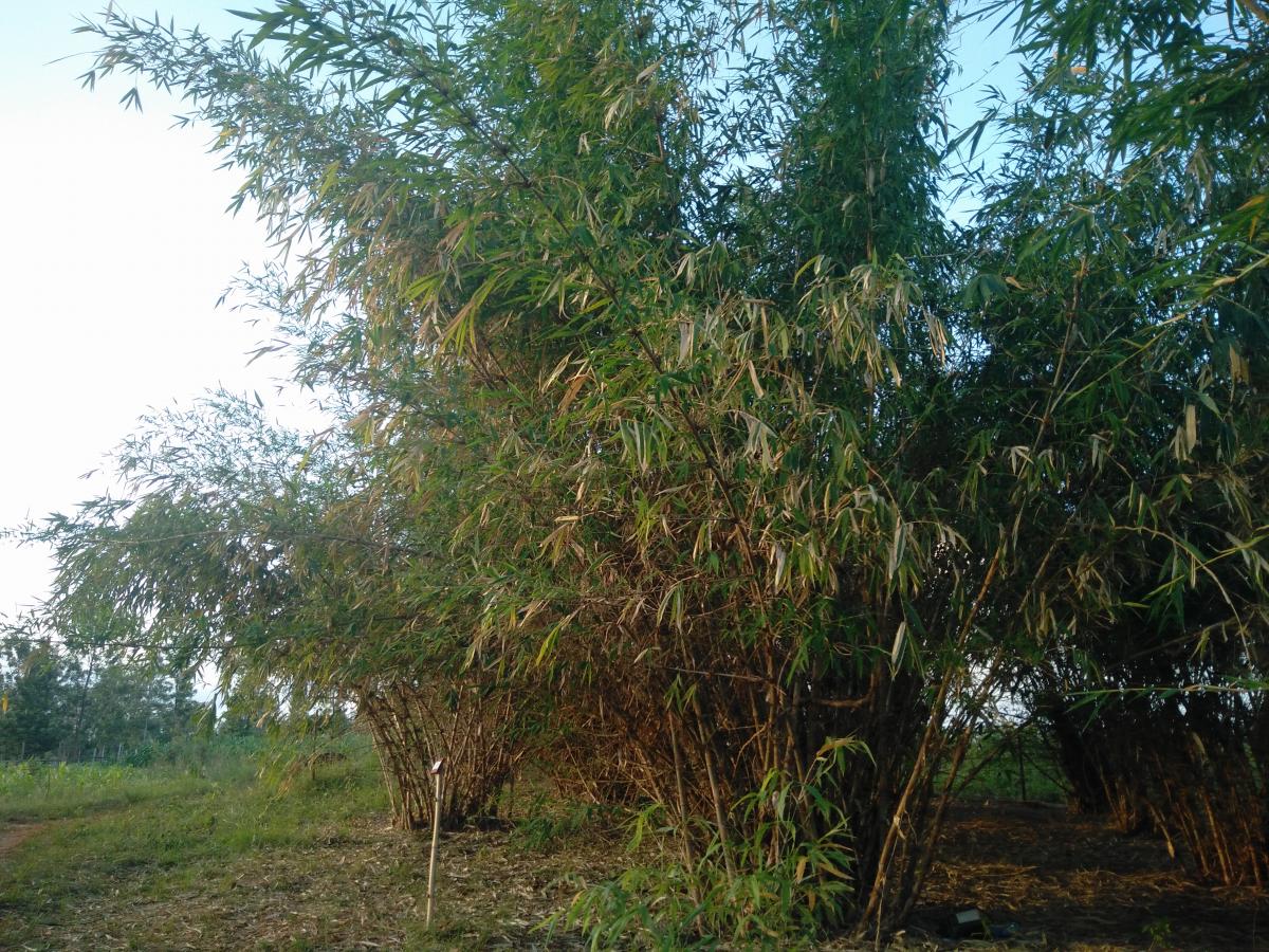 Bamboo Plantation