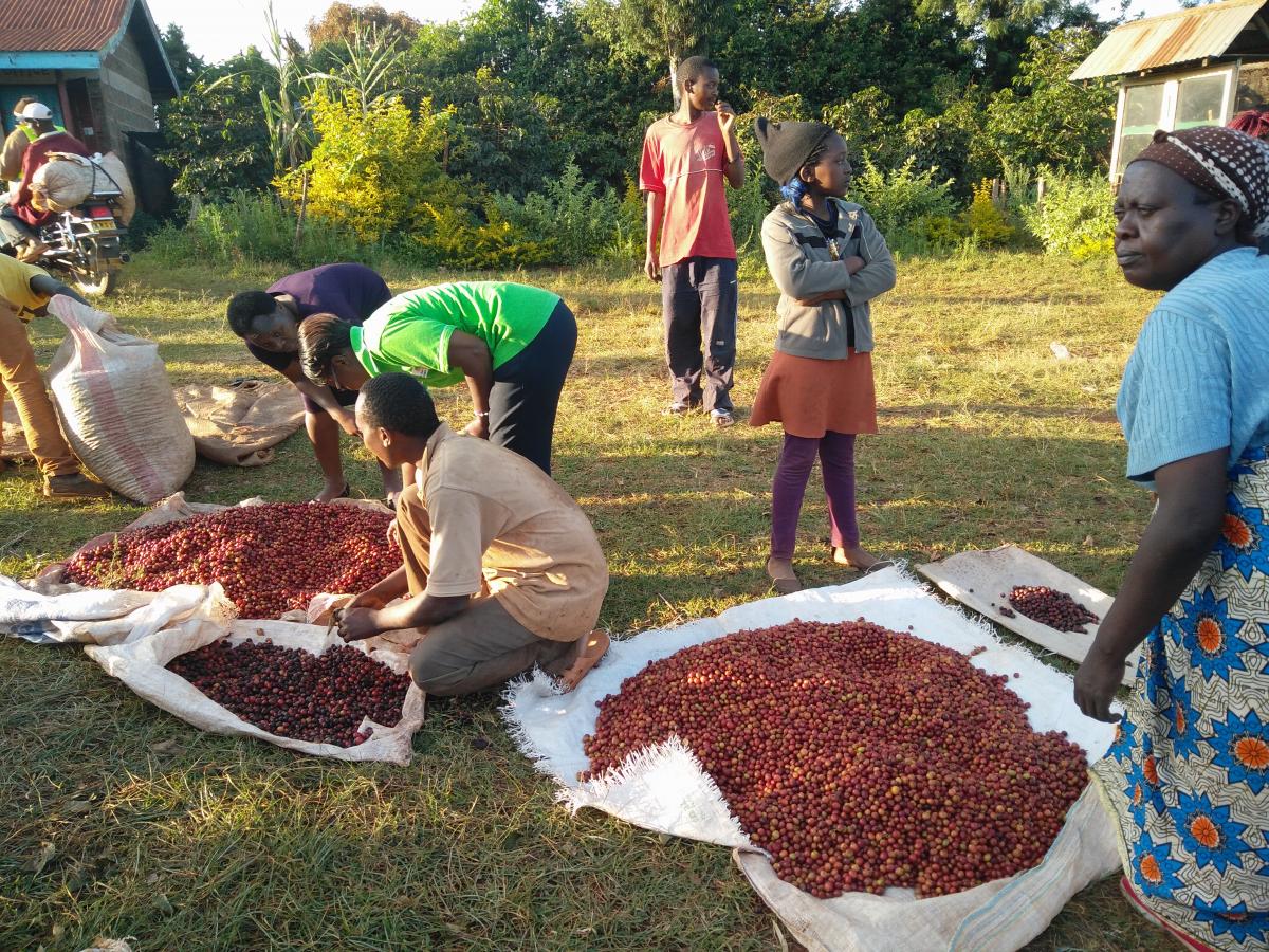 Sorting Coffee Beans