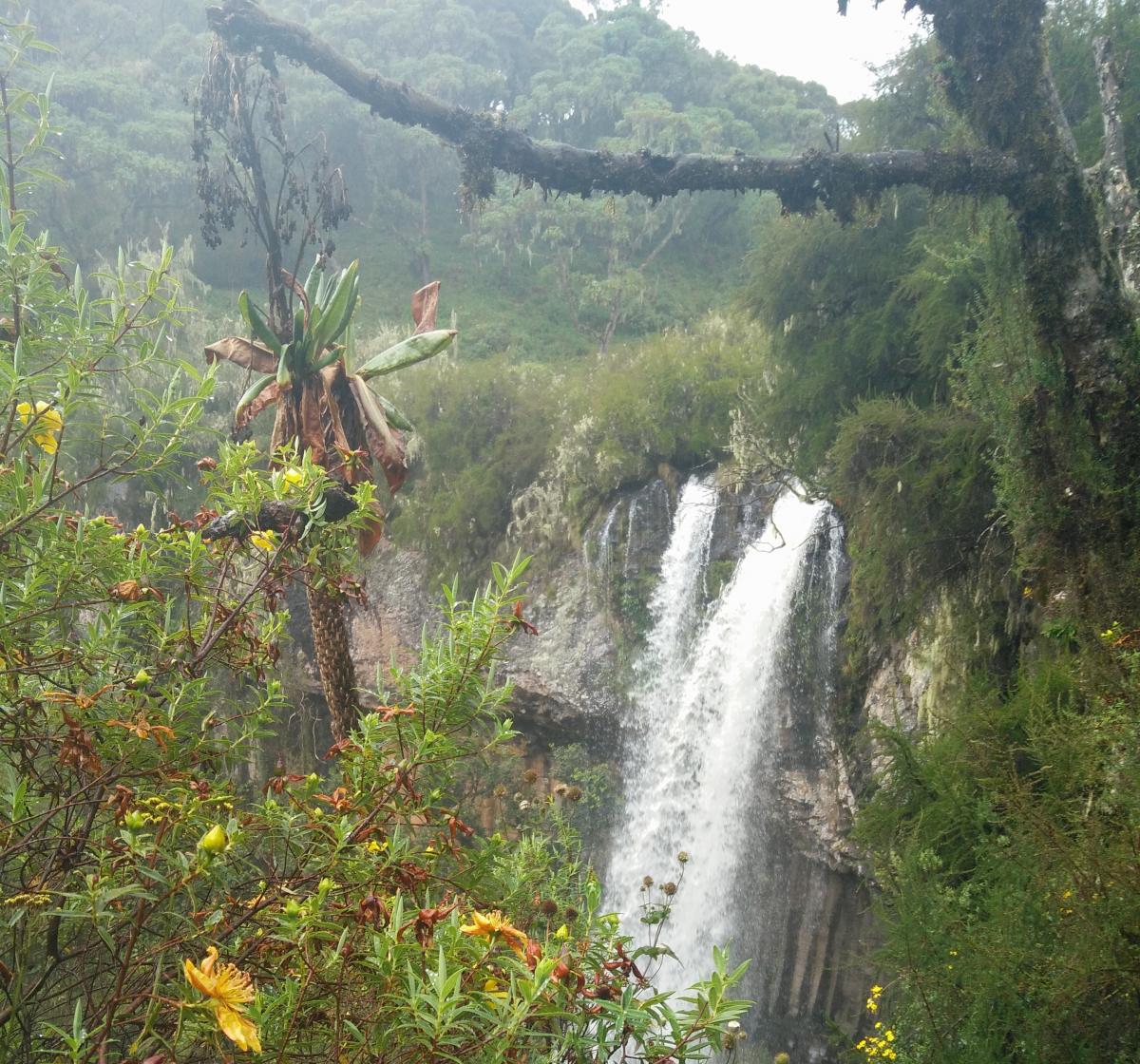 Aberdare National Park - A Water Tower