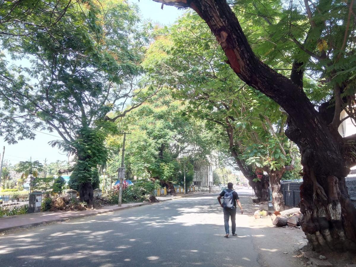 Trees provide shade and reduce the land surface heating by preventing heat absorption in the pavements (Source: WRI India)