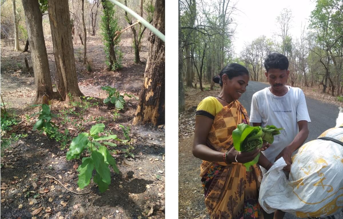 Left: Tendu plant in Korchi's forest area; Right: Every tendu season brings new hope and an earning opportunity for local tribes.