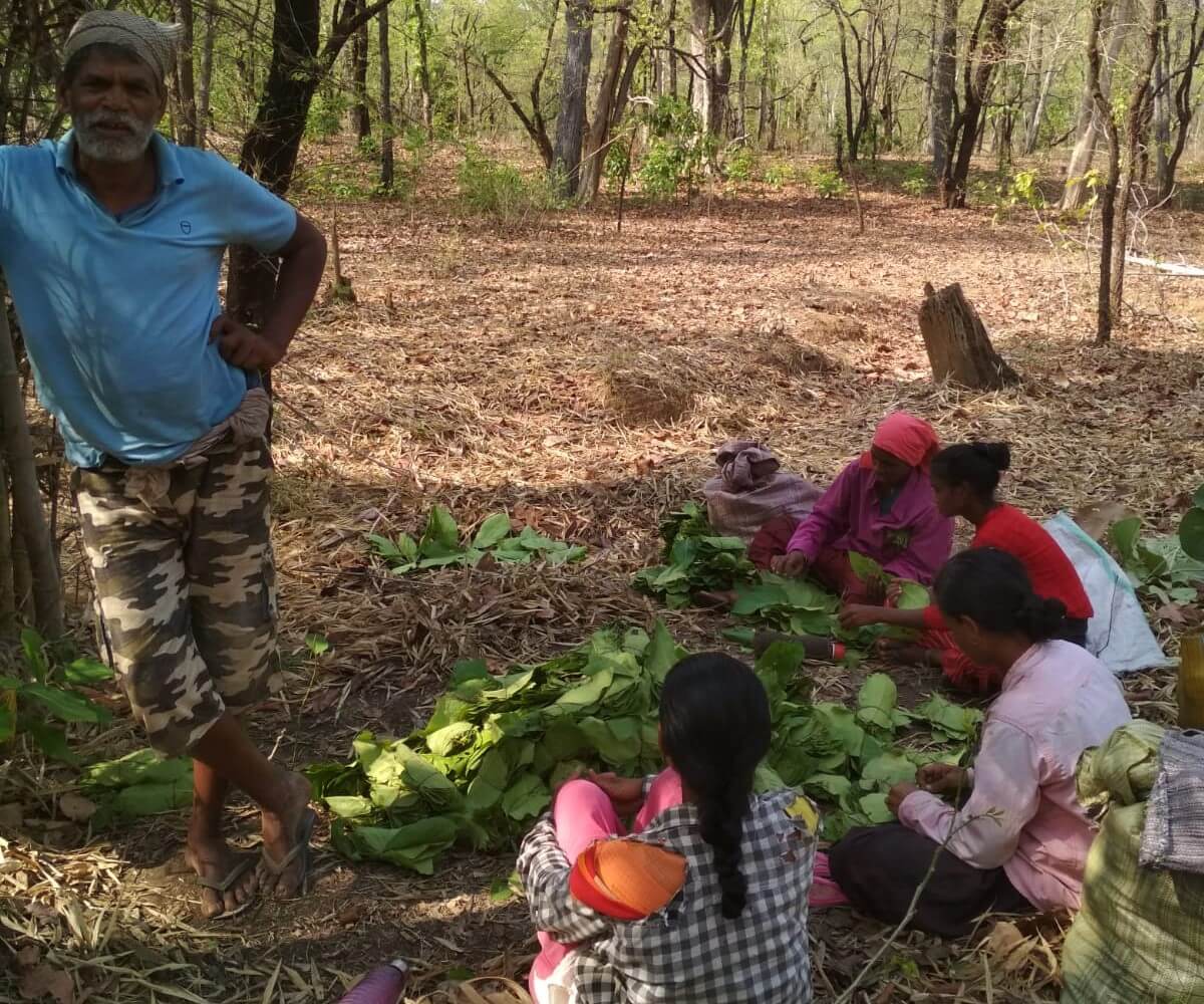 The entire family works to collect tendu leaves from the forest and tie them into countable bundles.