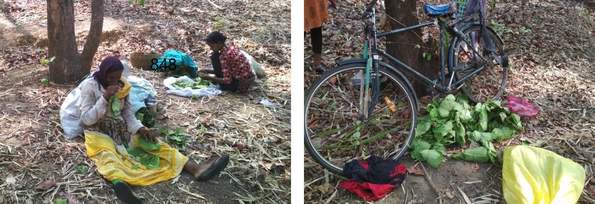 Left: Woman arranging tendu leaves into bundles after collection; Right: Tendu patta bundles ready for selling to the local contractor.