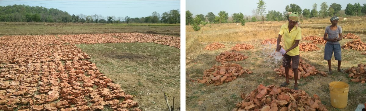 Left: Tendu patta bundles dried in an open field by the contractor; Right: Dried bundles are sprinkled with water to make them moist for further packaging.
