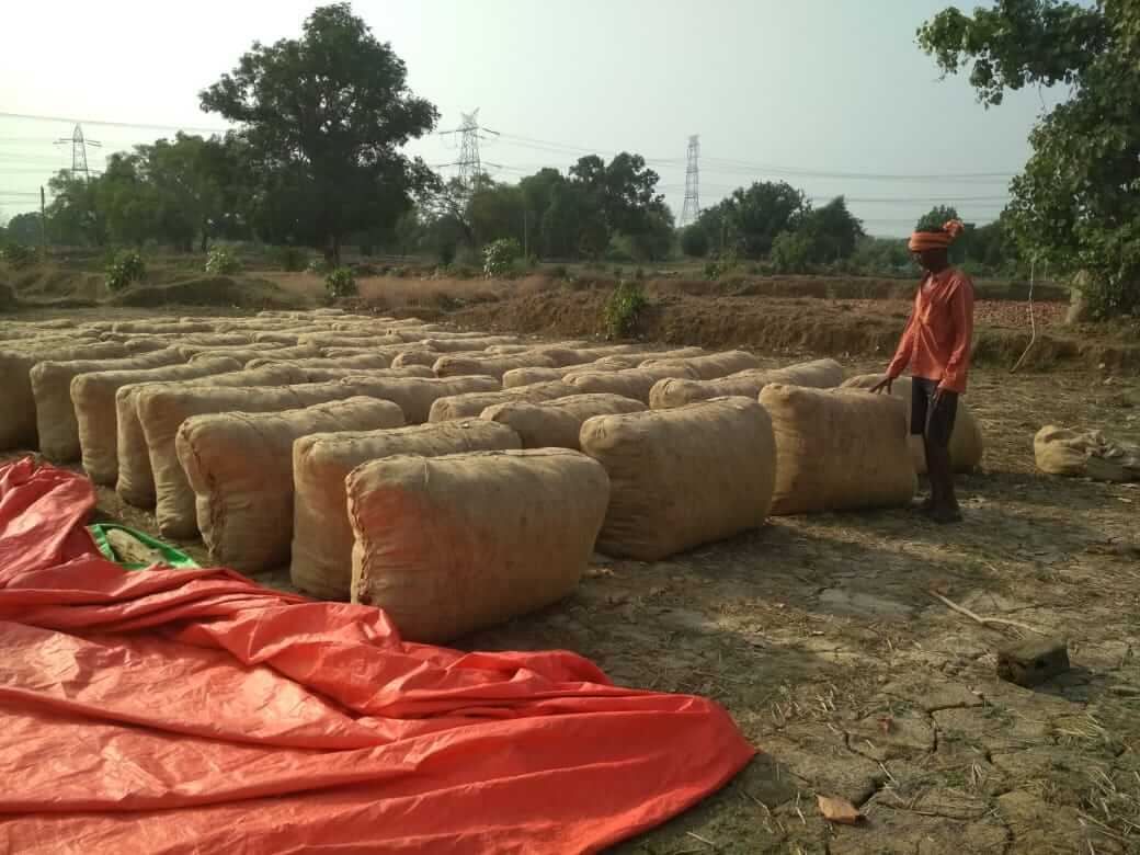 Standard bags of dried tendu patta aggregated by the contractor for further transport to beedi (tobacco rolled in tendu leaves) manufacturing units.