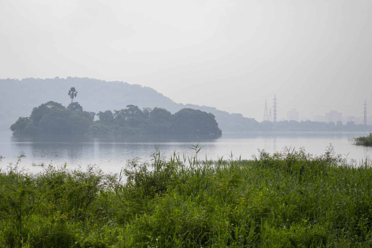 Aarey Forest