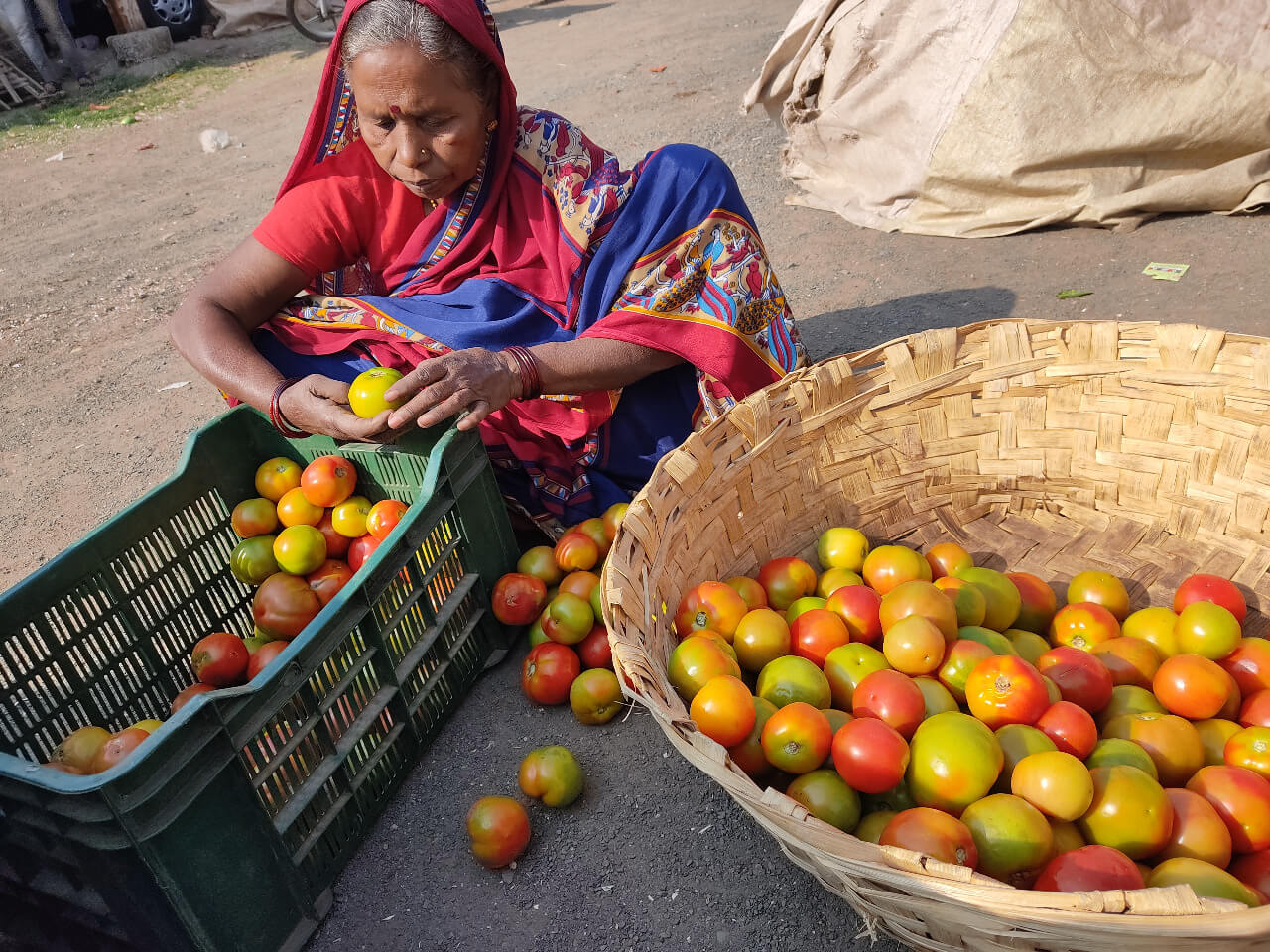 Growing tomatoes is often a gamble even for well-informed, progressive farmers, due to high input costs, sensitivity to climatic variations such as frost, rainfall, temperature, the perishable nature of the crop, and uncertain market returns.