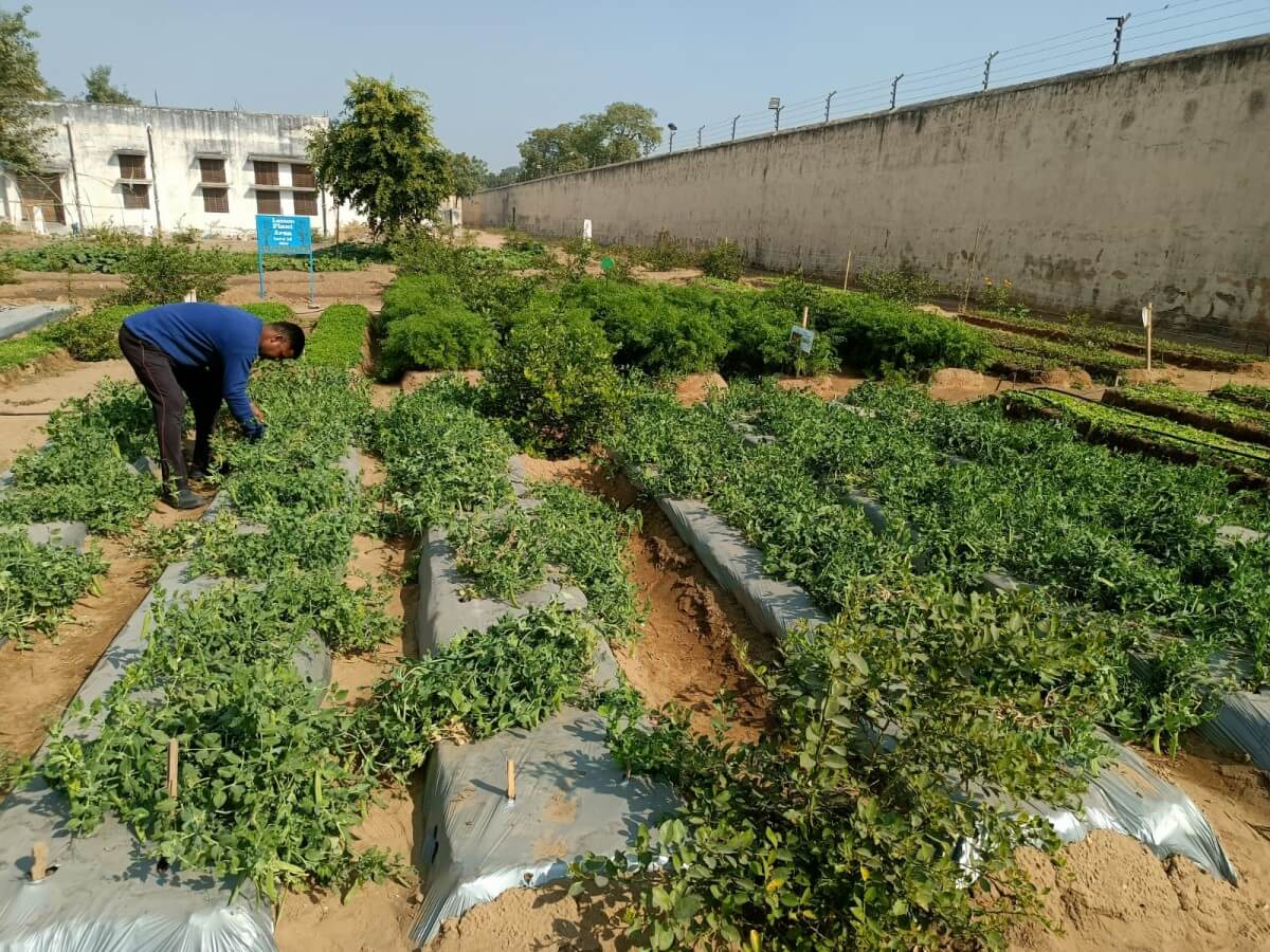 The urban farming intervention being maintained and monitored by the inmates. Photo by Living Greens, Jaipur.