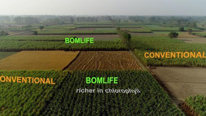 Crop yields grown by using BomLife agri inputs vs conventional chemical inputs