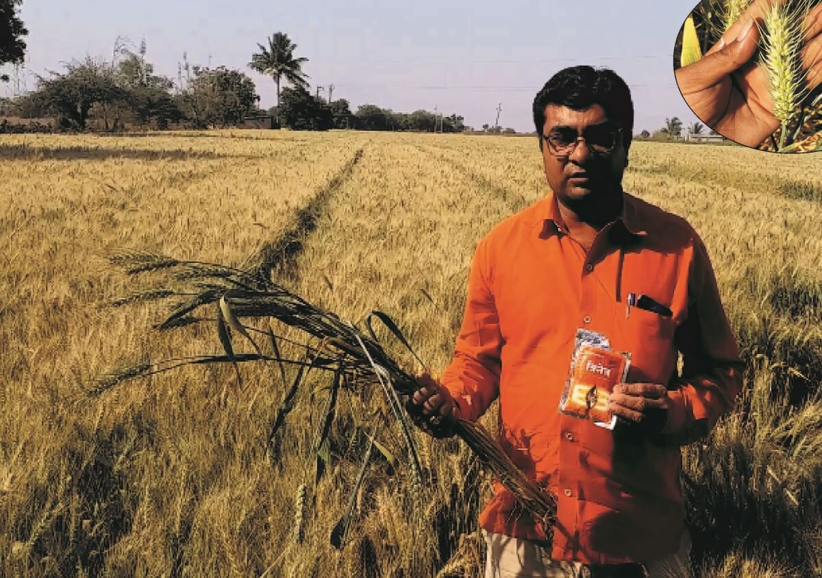 Increased wheat production with Trinetra application in Amreli, Gujarat