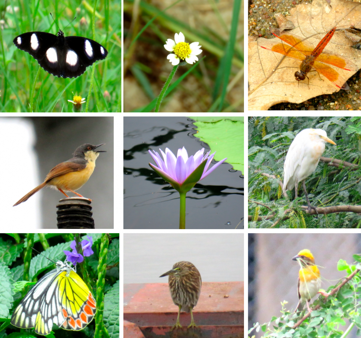 Some of the biodiversity found in and around of an urban waterbody, Hyderabad Credit: WRI India