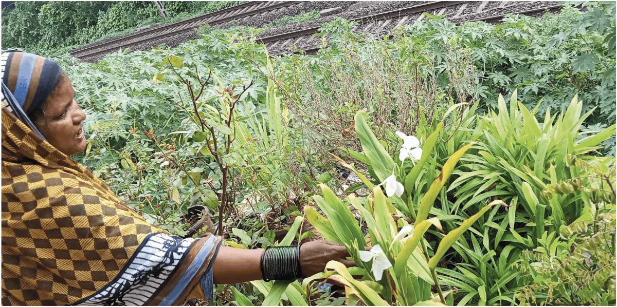 Railway buffer spaces along the tracks are often allotted to railway workers who employ farmers to grow food. Photo by Priya Shinde/Transforming M Ward Project, TISS.
