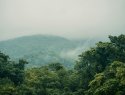 Urban Greenery in India
