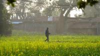 fields in India