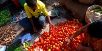 Tomatoes at a farm