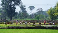 Group of farmers working in a paddy field.