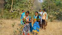Women returning after collecting tendu leaves from forest