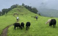 Field with buffaloes and cows grazing while herders walk around on a green hilly pasture and dense fog hangs in the backdrop