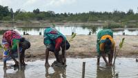 Women engaged in mangrove plantation.jpeg