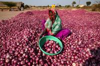Onions in a farm