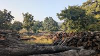 Sagwan Teak Forest in MP