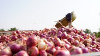 Onions harvested in India