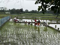 Farmers plant paddy in bodoland
