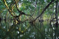 Investing in nature-based solutions can yield major socio-economic benefits for nature-based livelihoods.