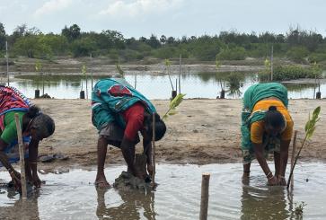 Women engaged in mangrove plantation.jpeg