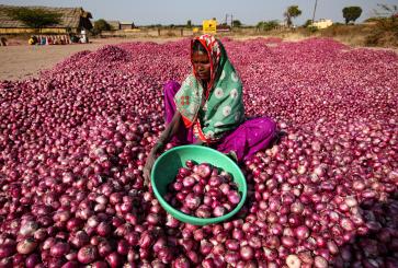 Onions in a farm