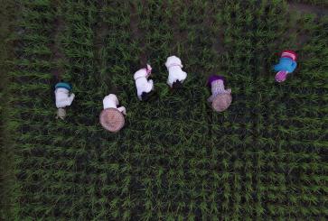 Women farmers