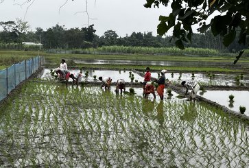 Farmers plant paddy in bodoland