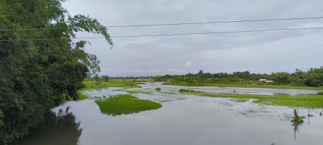 Paddy fields submerged after heavy showers
