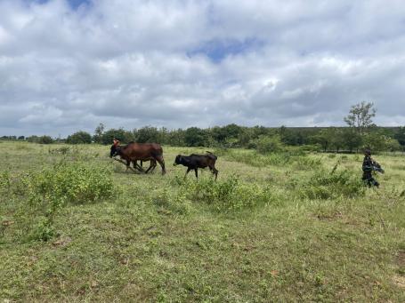 Residents graze livestock across the grasslands of Raikhel village in Tuljapur, landscapes often classified administratively as “wastelands” despite being active habitats supporting local livelihoods.