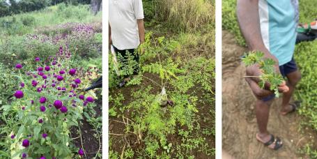 Native plants and saplings emerging in Tarwari’s Dali lands reflect the diverse vegetation communities that restoration efforts aim to sustain.