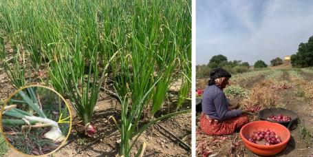 Toppling of leaves indicates that the crop is ready for harvest
