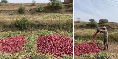 Harvested onions collected on the farm