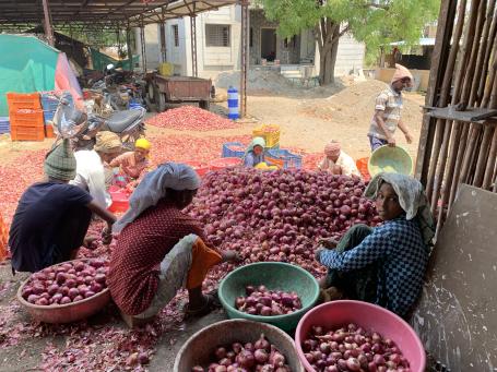 Family members engaged in sorting and grading before selling