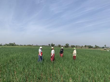 Women engaged in onion harvesting during the day