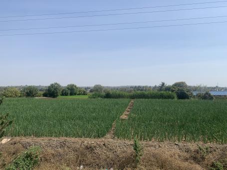 Onion field ready to be harvested