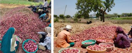Women labourers carrying out sorting and grading