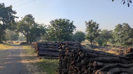 Sagwan Teak Forest in MP