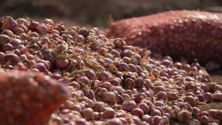 Onions lying in a field