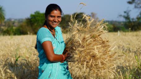 Farmer harvests grain