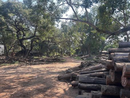 Teak logs piled up
