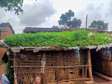 A green roof over the cattle shed provides low-cost cooling