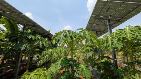 Papaya plants growing in an agrivoltaics plant in Karnataka