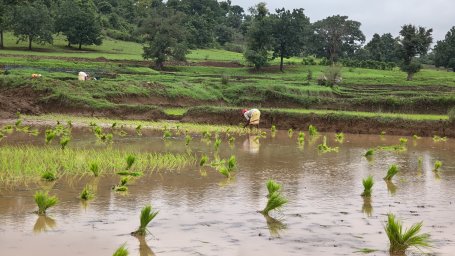 Paddy is planted in agricultural fields surrounding Kesapur village in Chhatisgarh