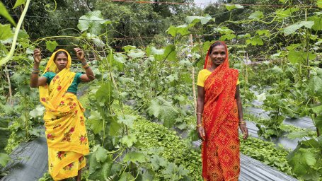 Lush vegetable garden in Chhattisgarh. 