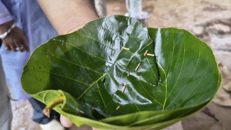 A traditional pattal made from fresh Sal leaves. 